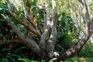 A large camphor tree with many branches curled and twisting upwards.
